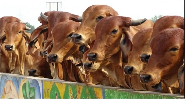 Milk production and per capita availability of milk in Himachal Pradesh