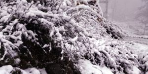 Weather Himachal Rain Snowfall